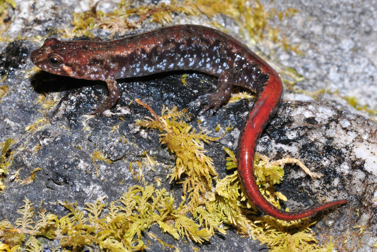 Ocoee Salamander (Desmognathus ocoee) Ocoee Salamander (Desmognathus ocoee)