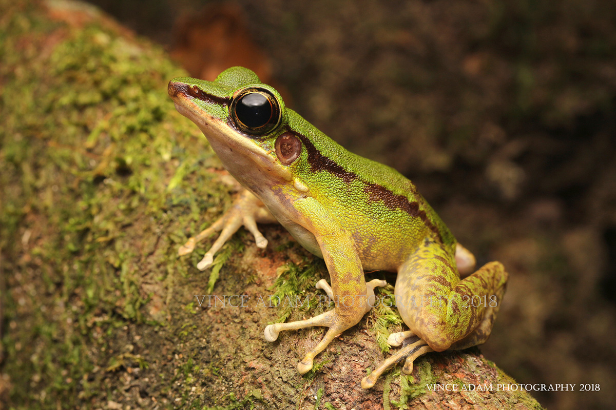 Береговая лягушка Odorrana hosii
