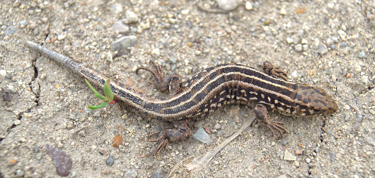 Прыткая ящерица (Lacerta agilis)
