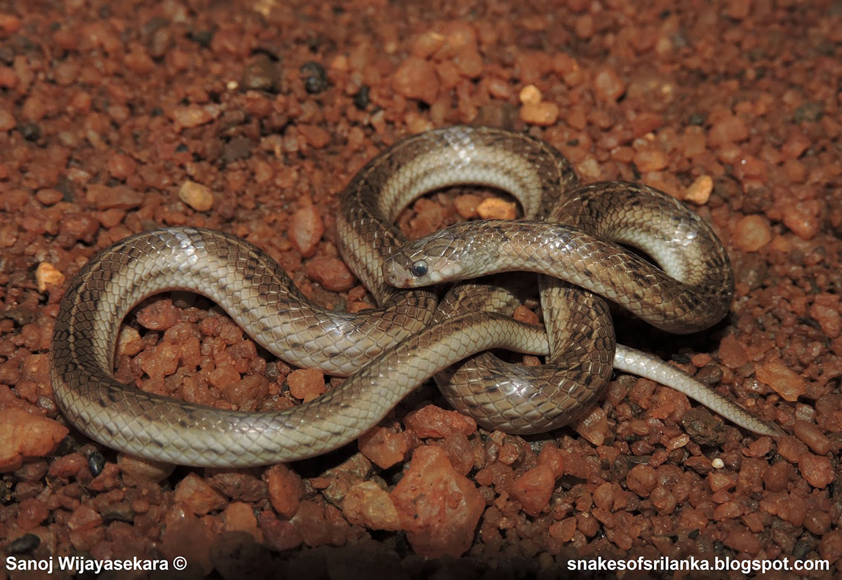 Изменчивый олигодон (Oligodon taeniolatus)