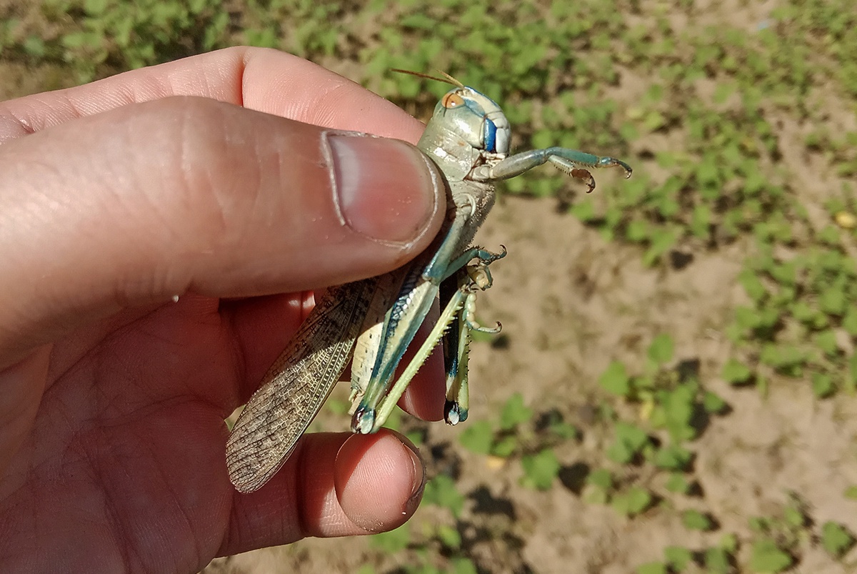 Перелетная саранча (Locusta migratoria)
