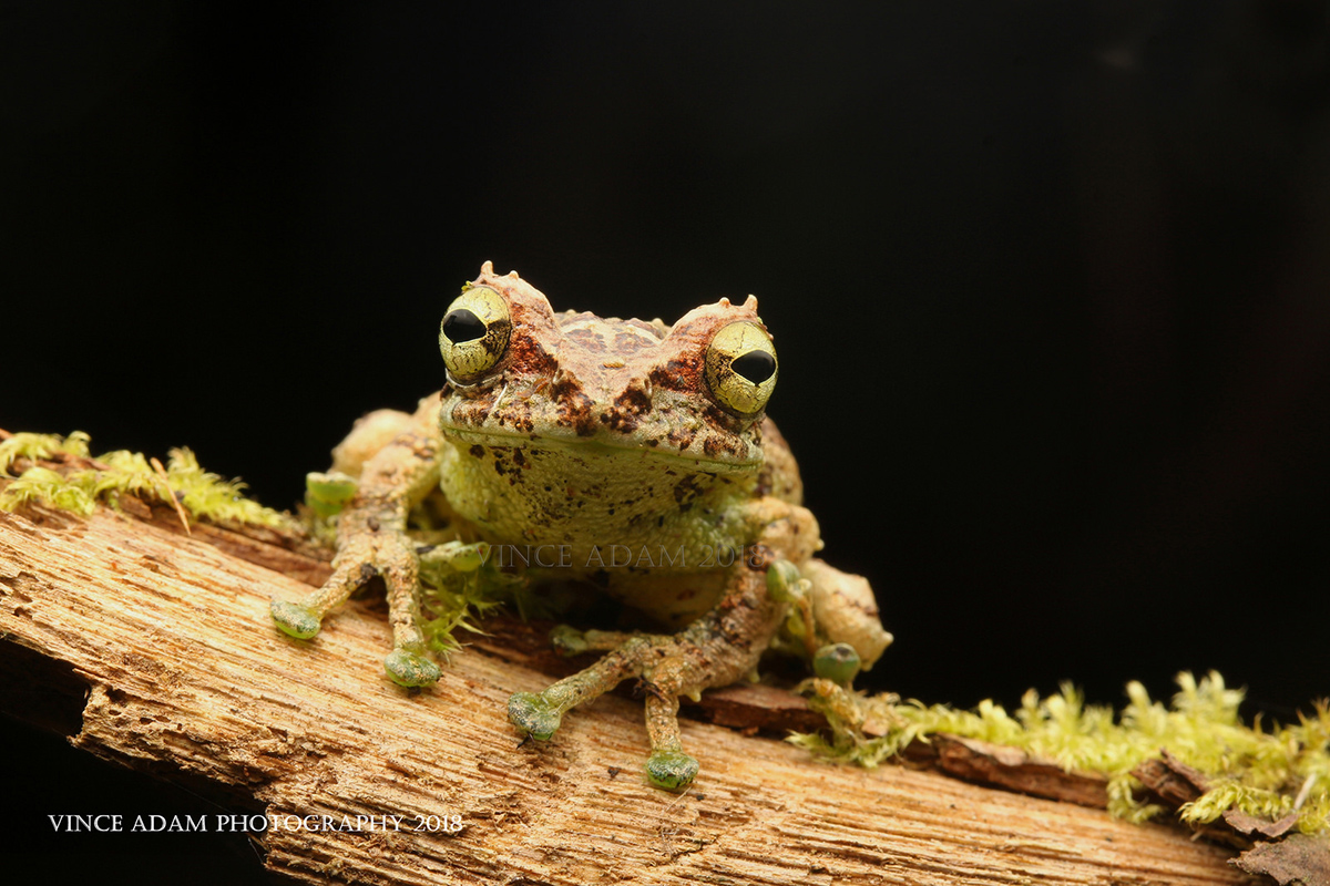 Веслоног Philautus macroscelis