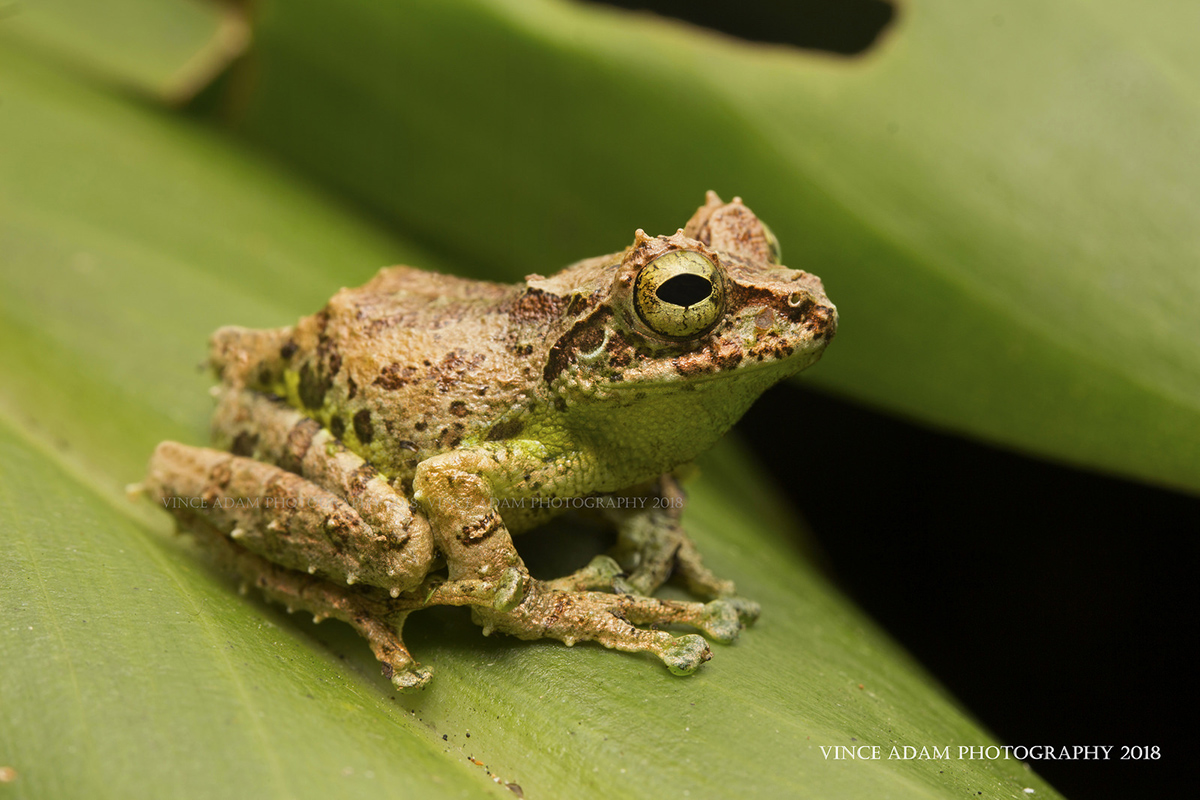Веслоног Philautus macroscelis
