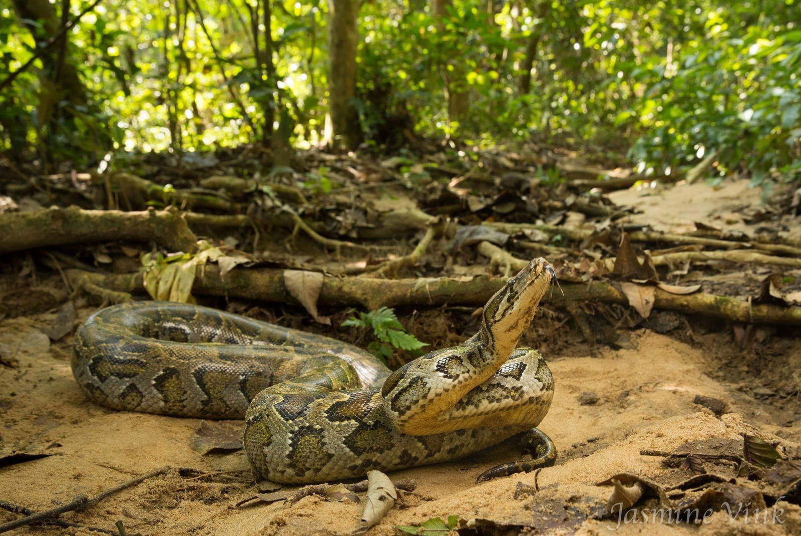 Тигровый питон (Python bivittatus) Тигровый питон (Python bivittatus)