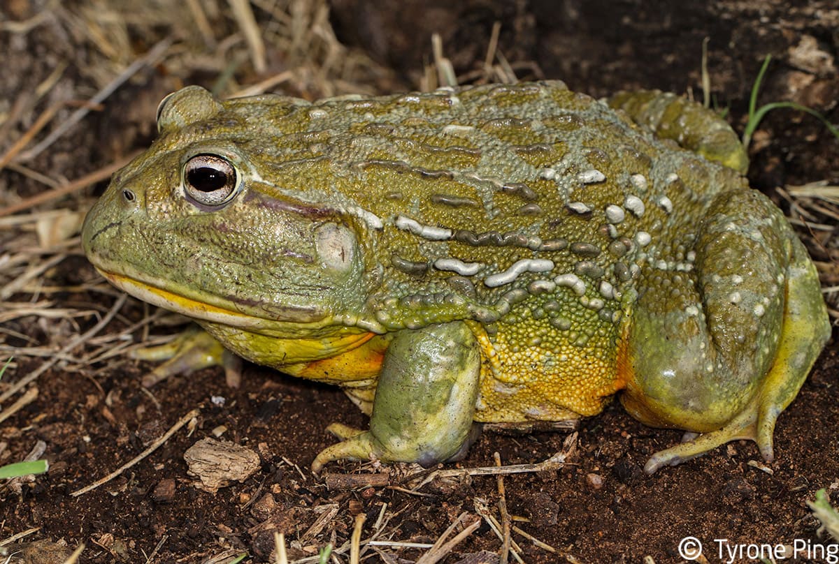 Роющая лягушка (Pyxicephalus adspersus). Photo: Tyrone Ping Роющая лягушка (Pyxicephalus adspersus). Photo: Tyrone Ping