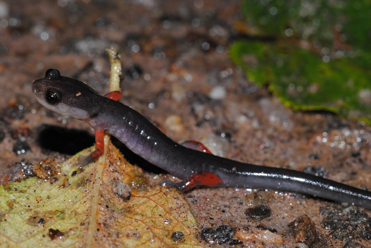 Red Legged Salamander (Plethodon shermani) Red Legged Salamander (Plethodon shermani)