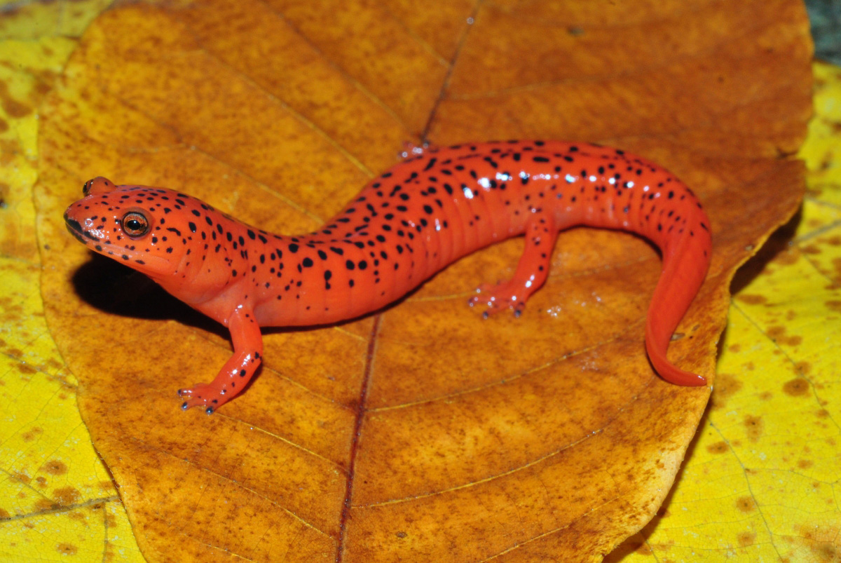 Red Salamander (Pseudotriton ruber) Red Salamander (Pseudotriton ruber)