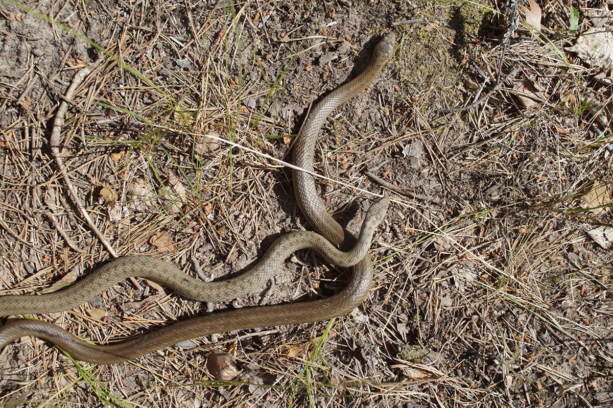 Обыкновенная медянка (Coronella austriaca). Фото: С. Антипов