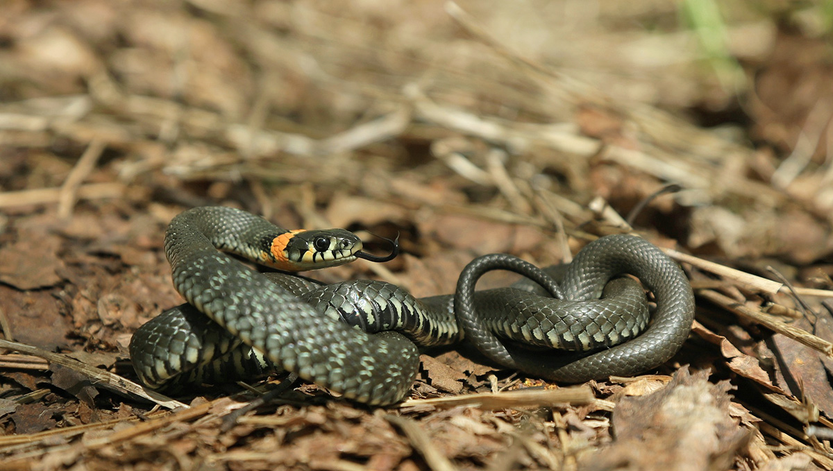 Уж обыкновенный (Natrix natrix)