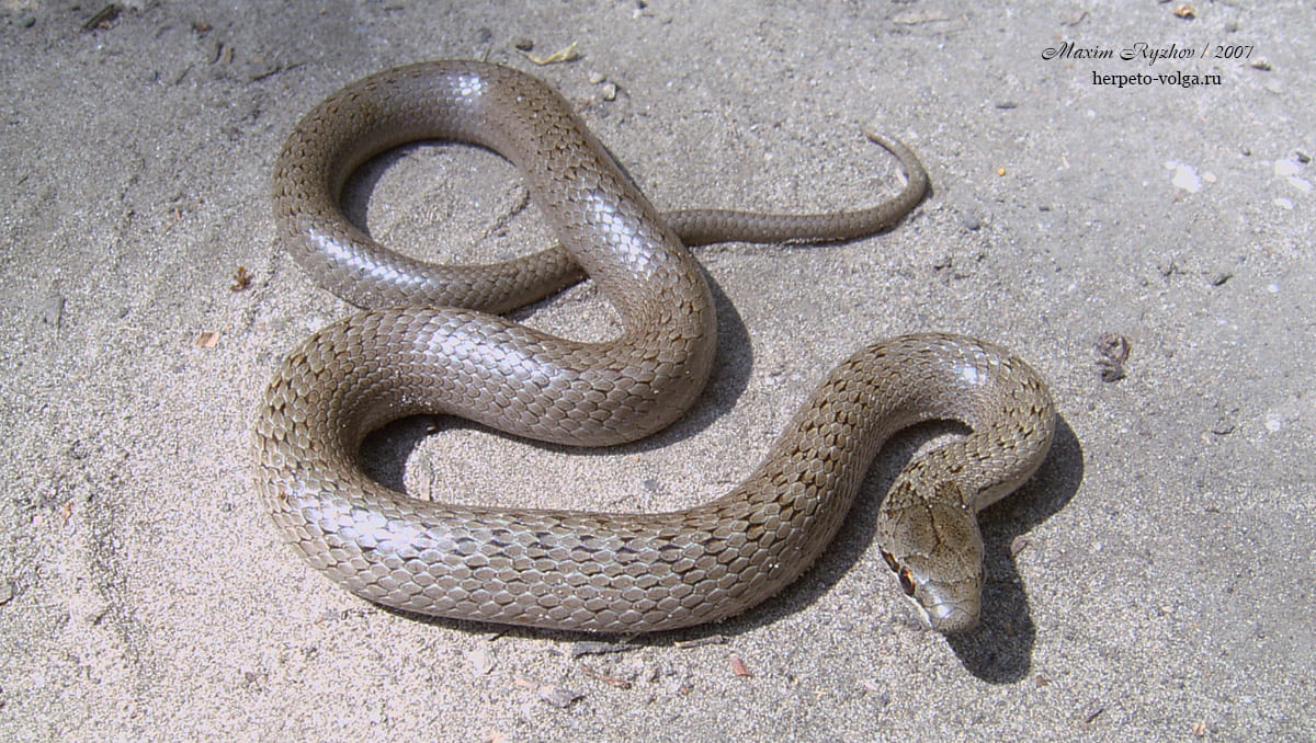 Обыкновенная медянка (Coronella austriaca)