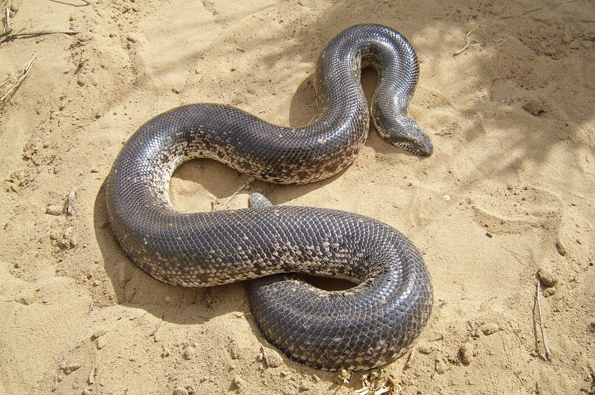 Ногайский удавчик (Eryx miliaris nogaiorum)