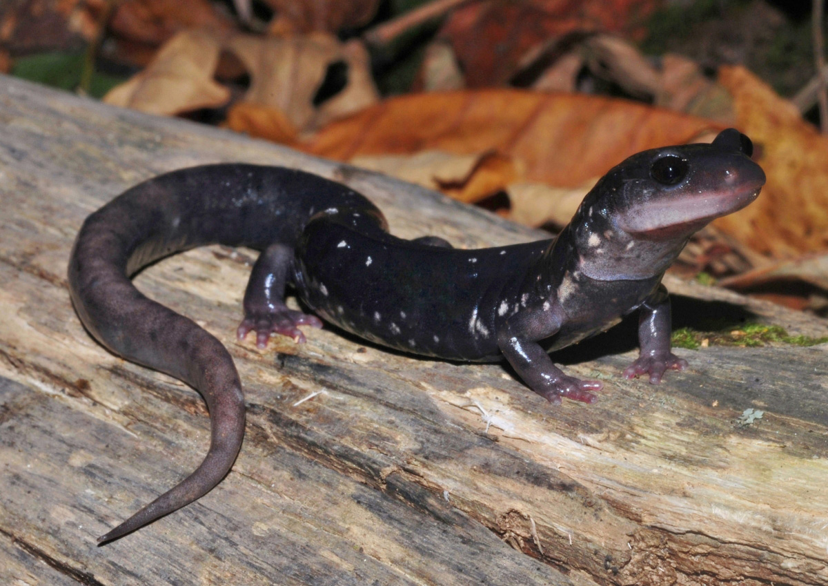 Southern Appalachian Salamander (Plethodon teyahalee) Southern Appalachian Salamander (Plethodon teyahalee)