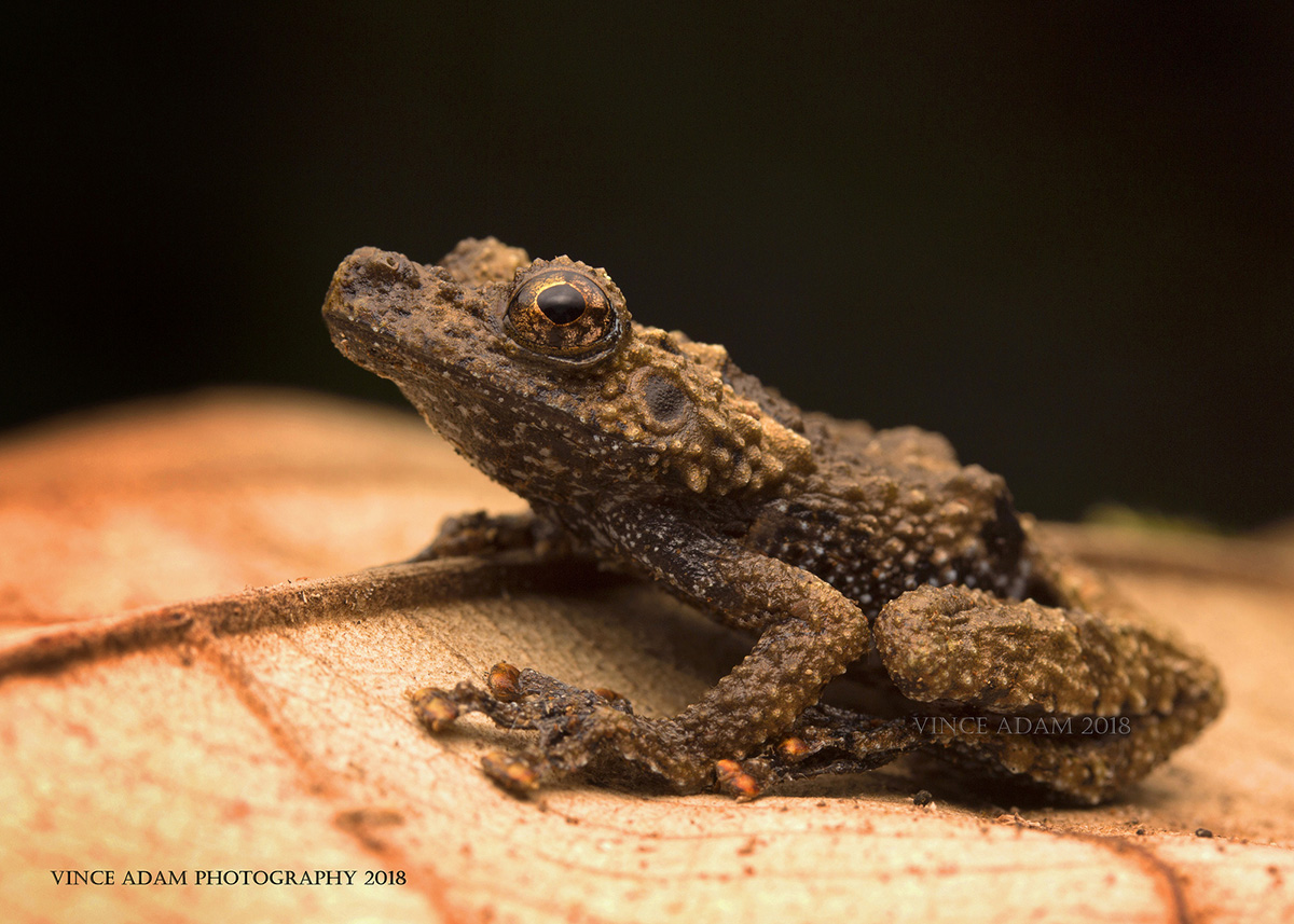 Телодерма ужасная Theloderma horridum