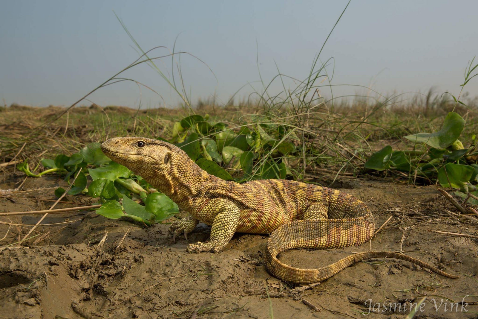 Желтый варан (Varanus flavescens) Желтый варан (Varanus flavescens)