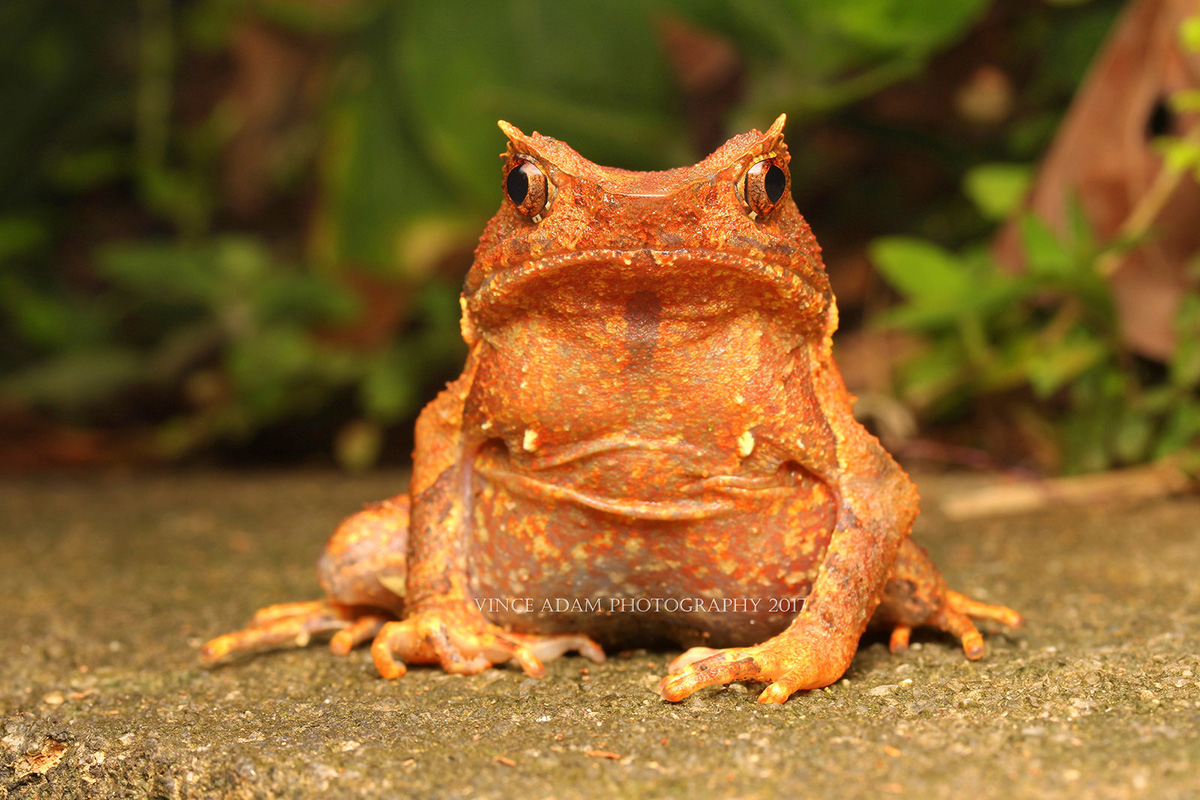 Малайская рогатая лягушка Xenophrys aceras