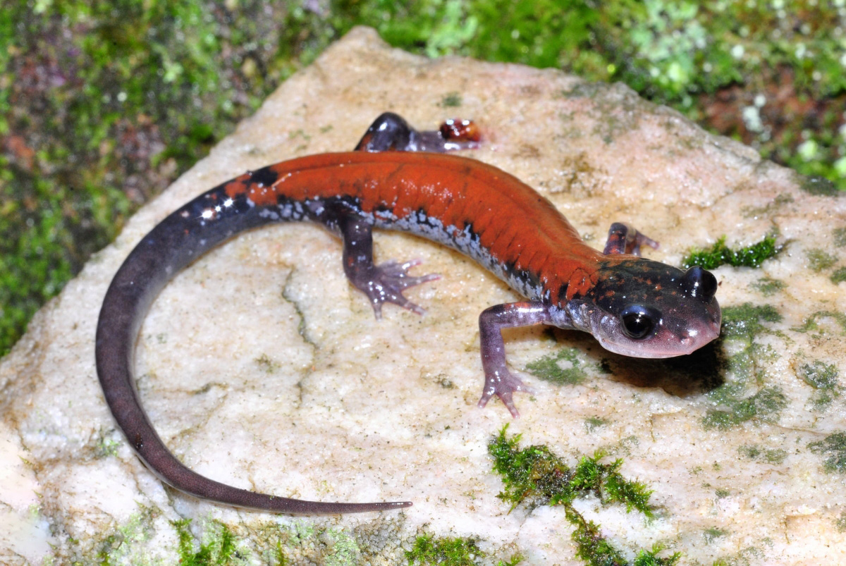 Yonahlosse Salamander (Plethodon yonahlosse) Yonahlosse Salamander (Plethodon yonahlosse)
