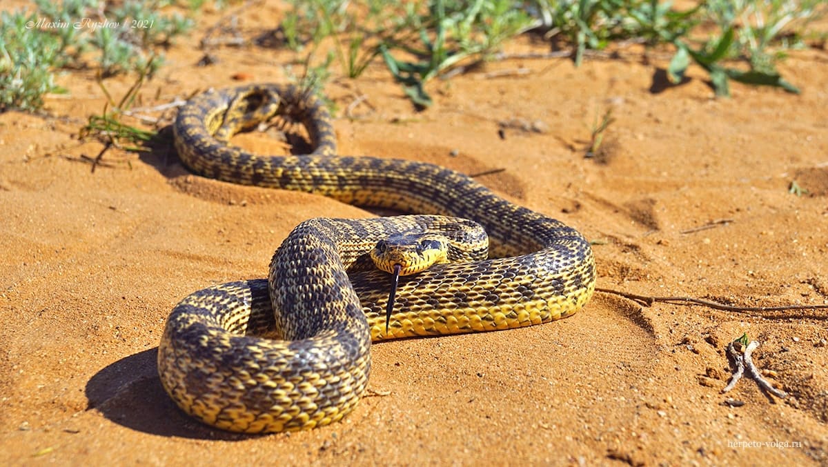 Палласов полоз (Elaphe sauromates) Палласов полоз (Elaphe sauromates)