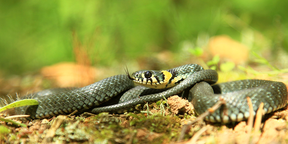 Уж обыкновенный (Natrix natrix)