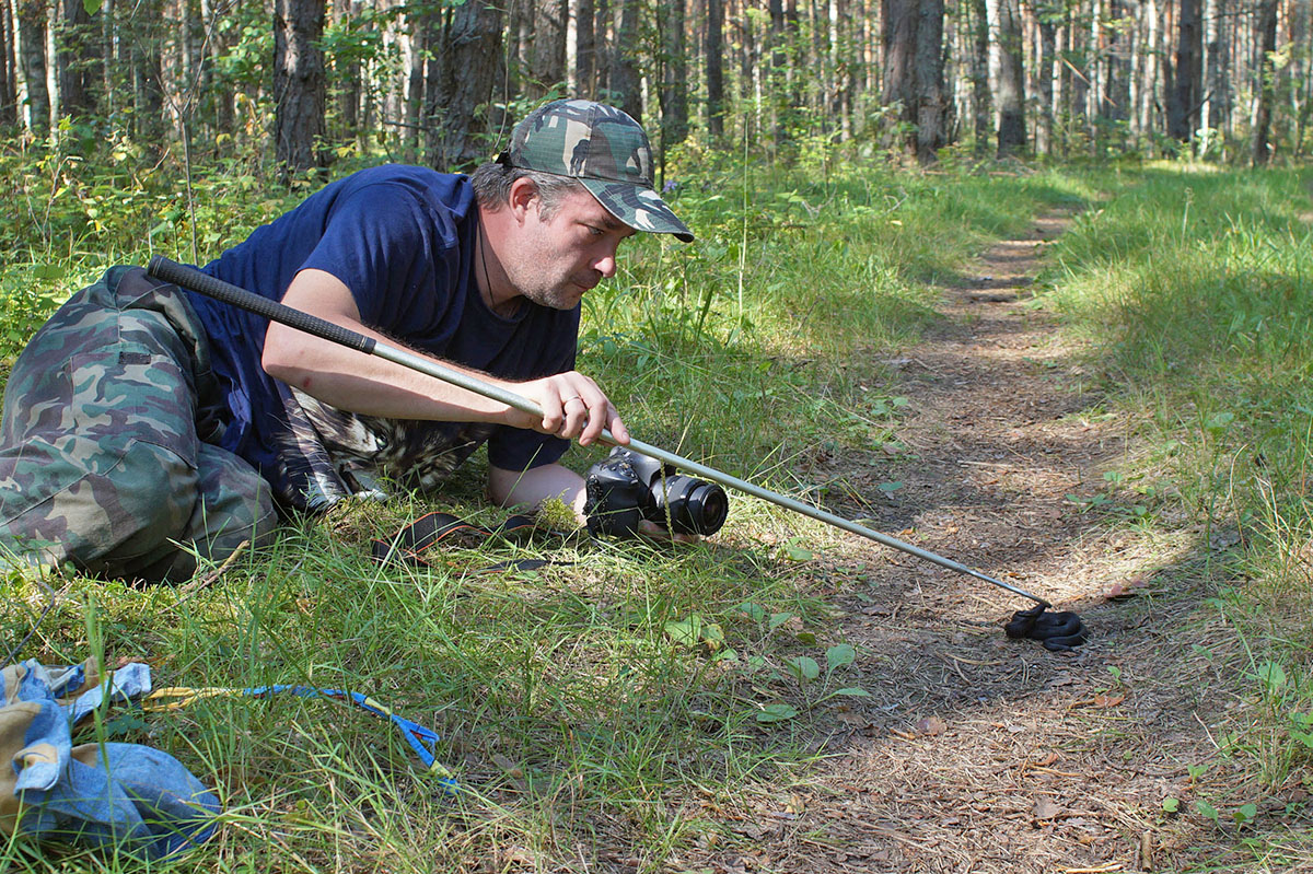 Фотосъемка обыкновенной гадюки (Vipera berus). Фото: С. Антипов Фотосъемка обыкновенной гадюки (Vipera berus). Фото: С. Антипов