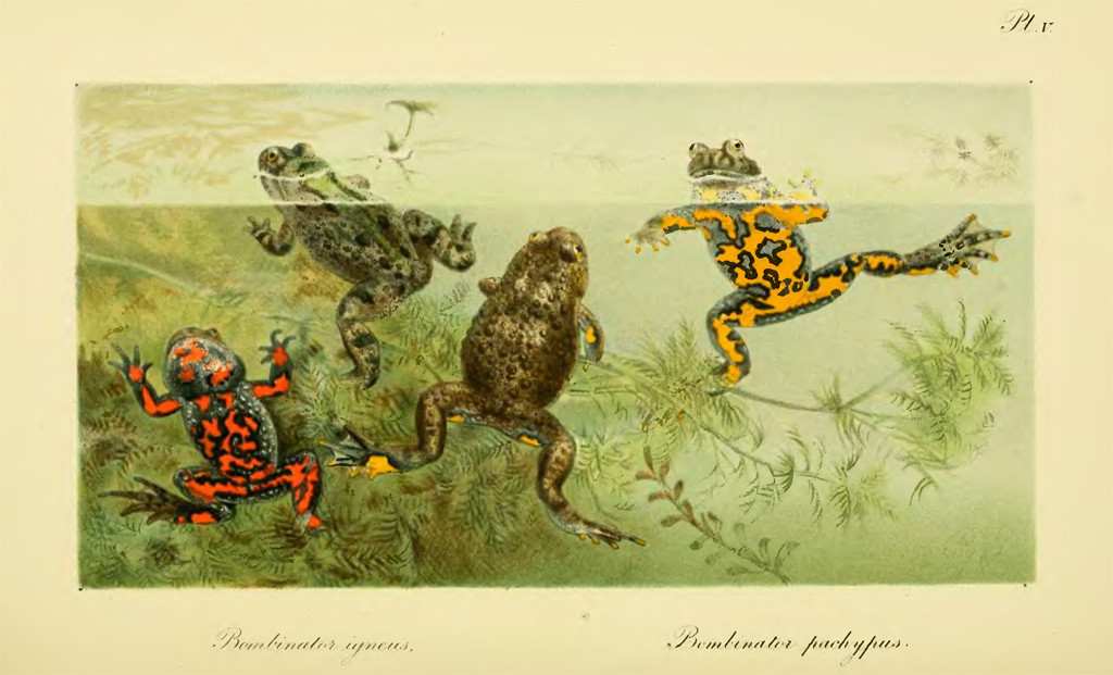 Краснобрюхая жерлянка (Bombina bombina)