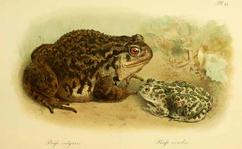 Серая (Bufo bufo) и зеленая жаба (Pseudepidalea viridis) Серая (Bufo bufo) и зеленая жаба (Pseudepidalea viridis)
