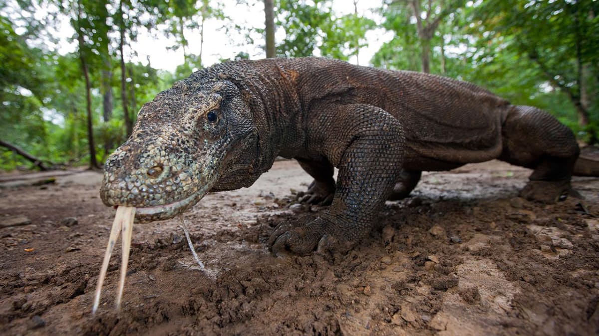 Комодский варан (Varanus komodoensis)