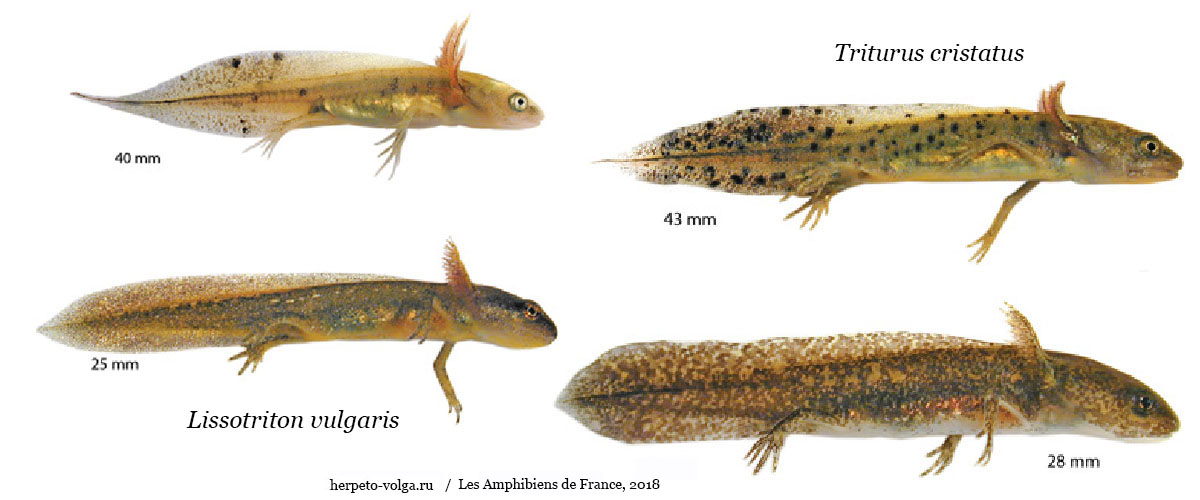 Личинки тритонов Поволжья 