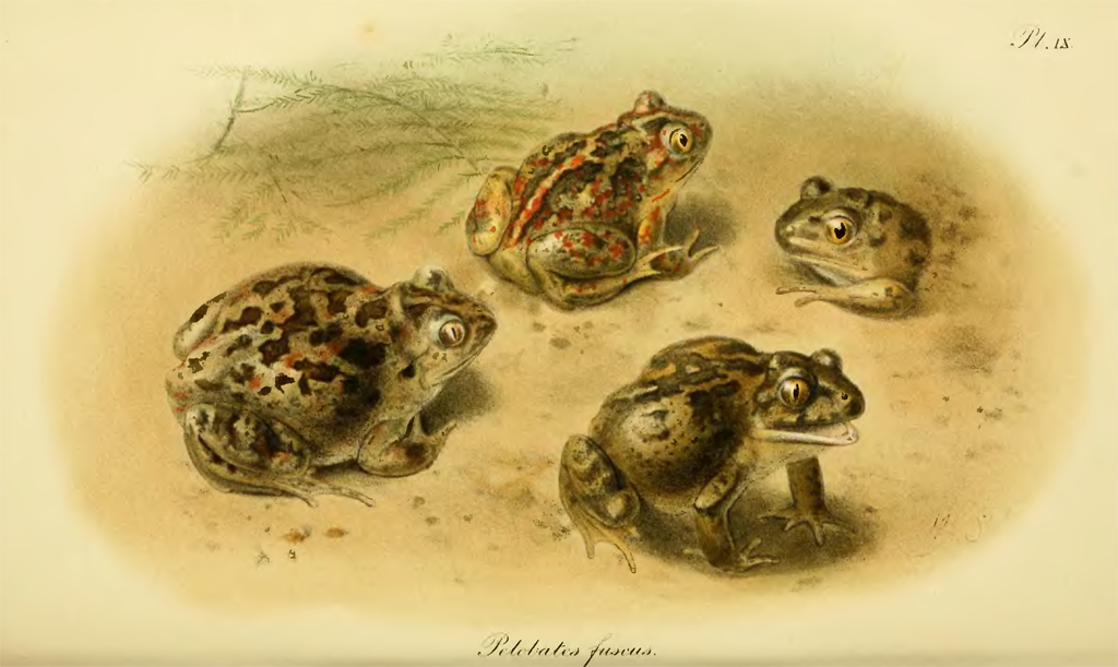 Обыкновенная чесночница (Pelobates fuscus) Обыкновенная чесночница (Pelobates fuscus)