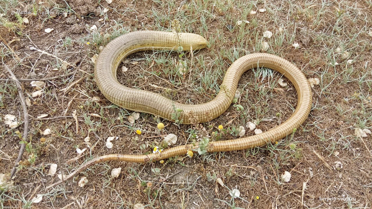 Желтопузик (Pseudopus apodus)