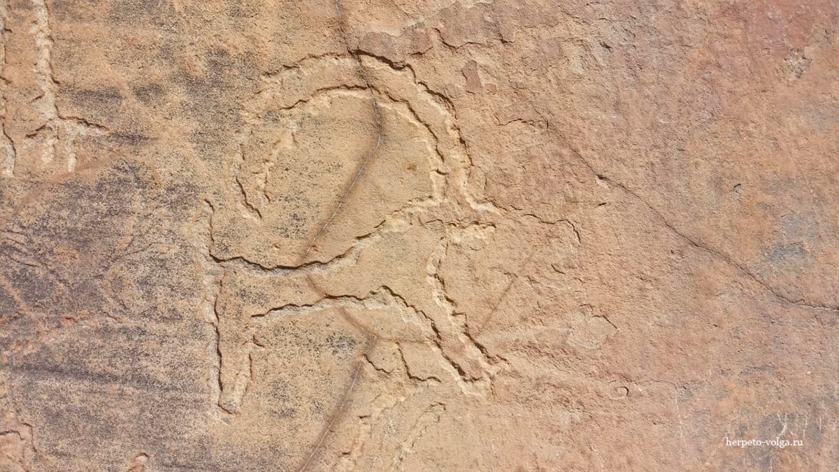 Петроглифы в Дагестане