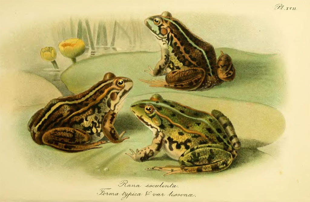 Прудовая лягушка Pelophylax lessonae Прудовая лягушка Pelophylax lessonae