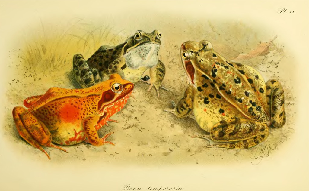 Травяная лягушка Rana temporaria Травяная лягушка Rana temporaria