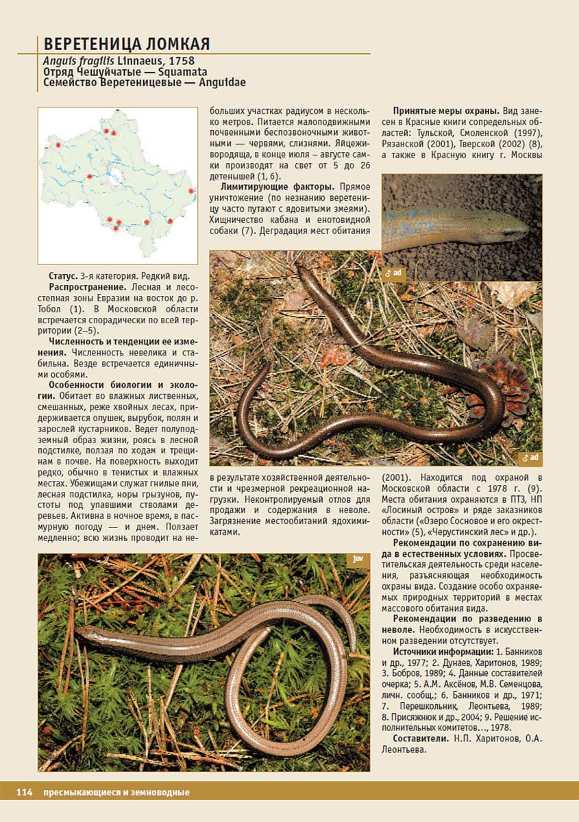 Веретеница ломкая (Anguis fragilis). Красная книга Московской области, 2008