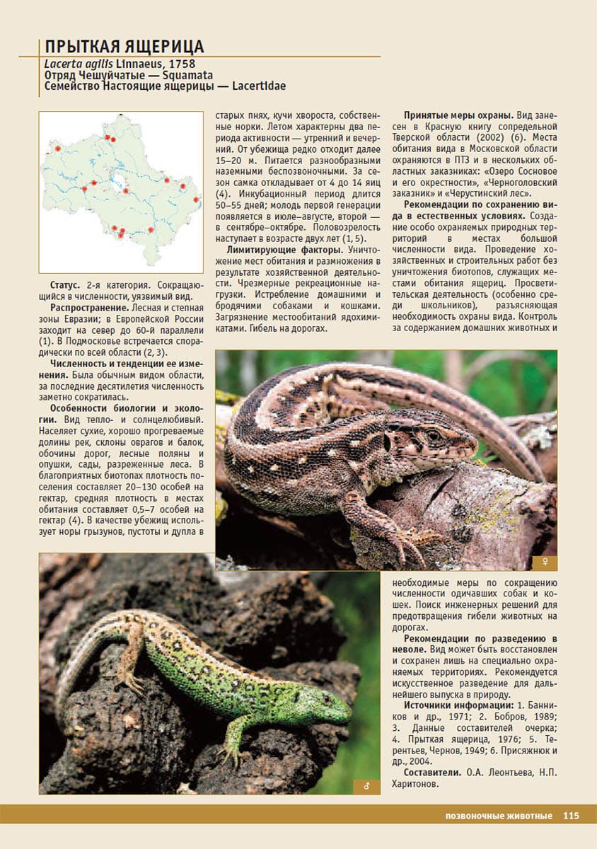 Прыткая ящерица (Lacerta agilis). Красная книга Московской области, 2008