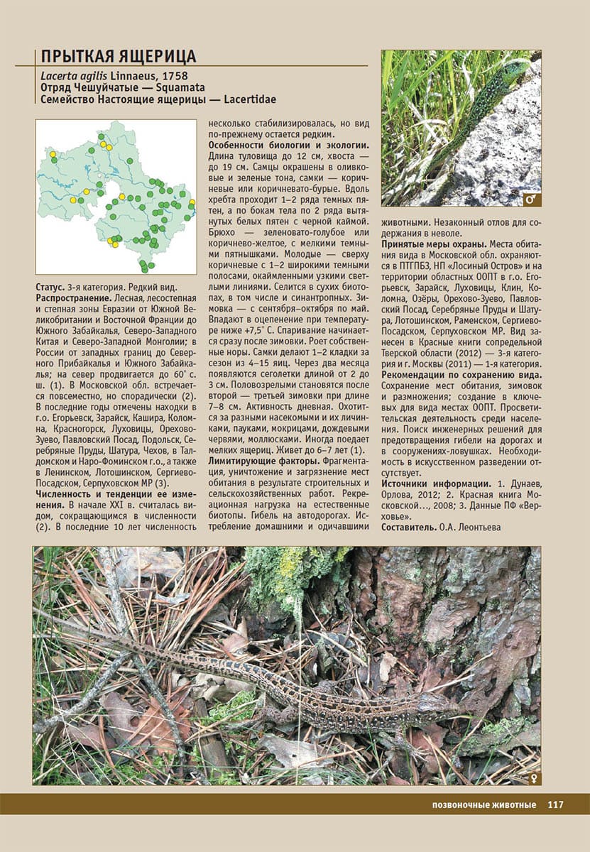Прыткая ящерица (Lacerta agilis). Красная книга Московской области, 2018