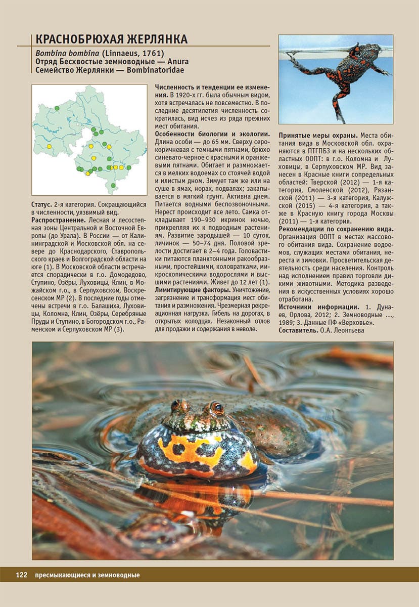 Краснобрюхая жерлянка (Bombina bombina). Красная книга Московской области, 2018