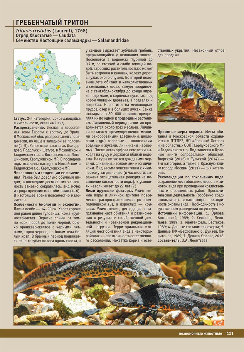 Гребенчатый тритон (Triturus cristatus). Красная книга Московской области, 2018