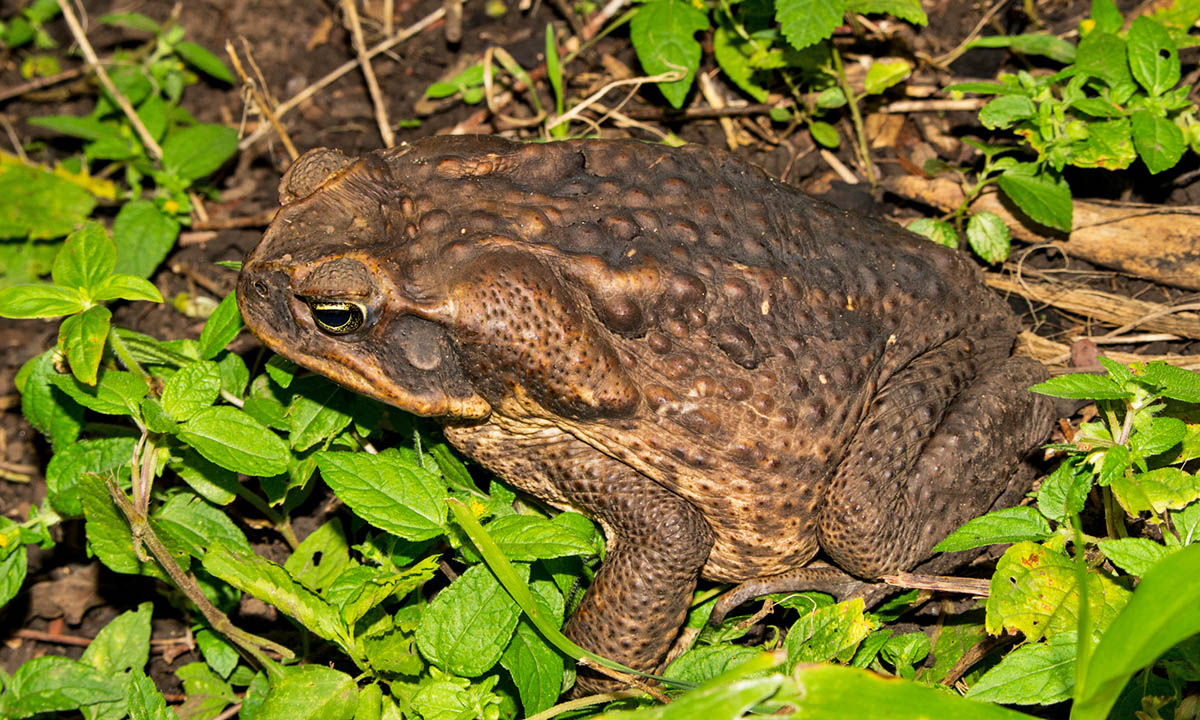Тростниковая или жаба-ага (Rhinella marina)