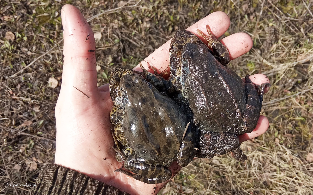 Лягушка травяная Rana temporaria (Linnaeus, 1758)