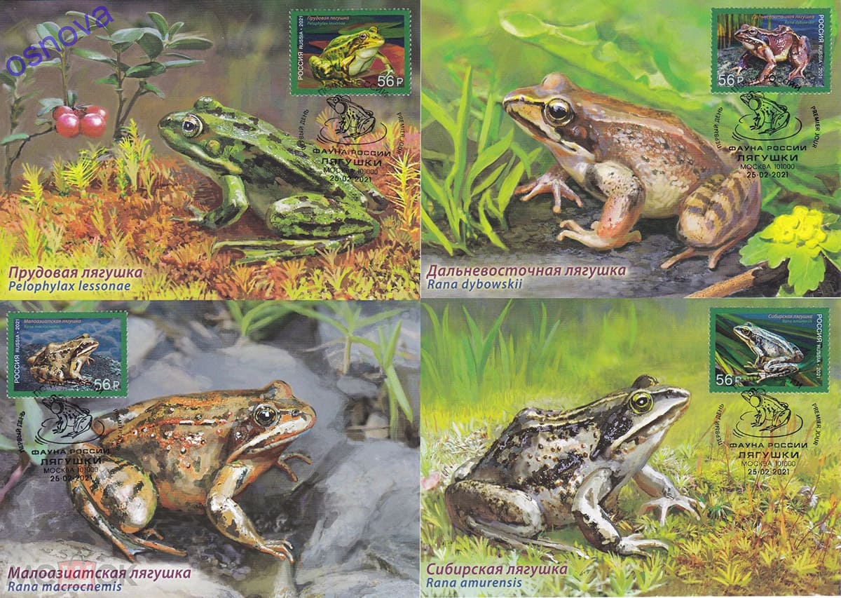 Картмаксимумы марок "Фауна России. Лягушки" Картмаксимумы марок "Фауна России. Лягушки"