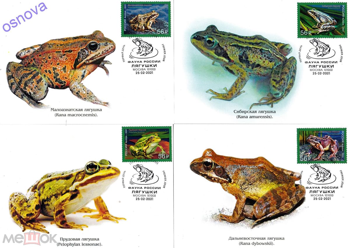 Неофициальный картмаксимум марок "Фауна России. Лягушки" Неофициальный картмаксимум марок "Фауна России. Лягушки"
