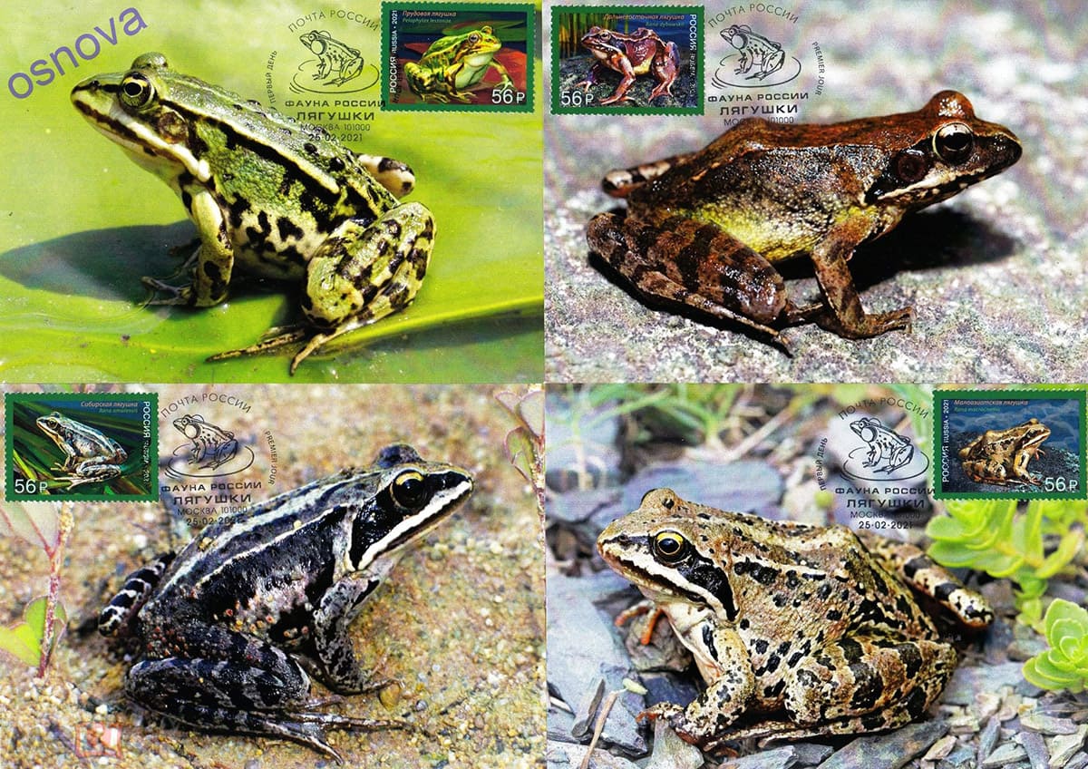 Неофициальный картмаксимум марок "Фауна России. Лягушки" Неофициальный картмаксимум марок "Фауна России. Лягушки"